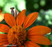 A female praying mantis, Mantis religiosa, pops up between the petals of a Mexican sunflower, Tithonia rotundifola. Surprise! (Photo by Kathy Keatley Garvey)